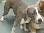 Adopt Juliet a American Staffordshire Terrier / Mixed dog in Raleigh