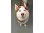 Adopt Saint a Siberian Husky / Mixed dog in Raleigh, NC (41447000)