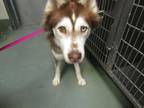 Adopt Sasha a Siberian Husky / Mixed dog in Raleigh, NC (41447791)