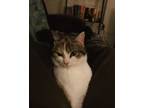 Adopt Lilith a Calico or Dilute Calico Domestic Shorthair / Mixed (short coat)