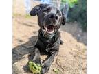 Adopt Freddy a Black Retriever (Unknown Type) / Mixed dog in Oakland