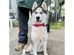 Adopt Kimchi a Black Siberian Husky / Mixed dog in Oakland, CA (41447653)