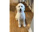 Adopt Nala a Tan/Yellow/Fawn Labrador Retriever / Poodle (Standard) / Mixed dog