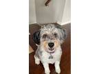 Adopt Izzy a Gray/Blue/Silver/Salt & Pepper Aussiedoodle / Mixed dog in