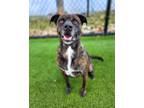 Adopt Betty 1609-22 a Black Boxer / Mixed dog in Cumming, GA (36224486)