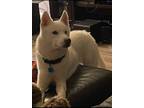 Adopt Onyx a White Husky / Mixed dog in Milton, FL (41447722)