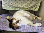 Adopt Loulou a White Domestic Shorthair / Domestic Shorthair / Mixed cat in