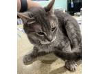 Adopt Black Raspberry Chip a Gray or Blue Domestic Shorthair / Mixed Breed