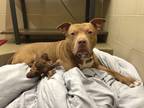 Adopt Kai a Red/Golden/Orange/Chestnut American Pit Bull Terrier / Mixed dog in