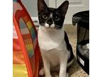 Adopt Ruby a Black & White or Tuxedo Domestic Shorthair / Mixed cat in Garner