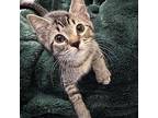 Adopt Fennix a Brown Tabby Domestic Mediumhair / Mixed cat in Garner