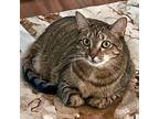 Adopt Ariana a Tortoiseshell Domestic Mediumhair / Mixed cat in Garner