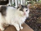 Adopt Honey Girl [CP] a White (Mostly) Maine Coon / Mixed (long coat) cat in
