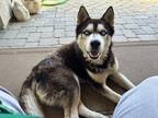 Adopt Pepe a Black - with White Husky / Mixed dog in Manteca, CA (41447757)