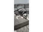 Adopt Piper a Black - with White Husky / Mixed dog in Yukon, OK (41447746)
