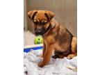 Adopt Blake a German Shepherd Dog / Border Collie / Mixed dog in Vancouver