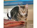 Adopt Tim a Domestic Shorthair / Mixed cat in Sechelt, BC (41447662)