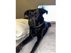 Adopt luna a Black Labrador Retriever / Chow Chow / Mixed dog in Tucker