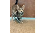 Adopt Windy a Brown or Chocolate Domestic Shorthair / Domestic Shorthair / Mixed