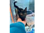 Adopt Lilac a All Black Domestic Shorthair / Domestic Shorthair / Mixed cat in