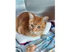 Adopt Honey a Orange or Red Domestic Shorthair / Domestic Shorthair / Mixed cat
