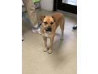 Adopt 55906572 a Brown/Chocolate Mixed Breed (Large) / Mixed dog in Fort Worth