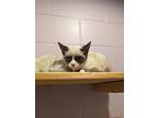 Adopt Artie a Cream or Ivory Siamese / Domestic Shorthair / Mixed cat in Palm