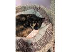 Adopt Maizy a All Black Domestic Shorthair / Domestic Shorthair / Mixed cat in