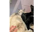 Adopt Blaze a Cream or Ivory Siamese / Domestic Shorthair / Mixed cat in Palm