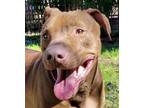 Adopt Pinto Bean - Courtesy Listing a White Staffordshire Bull Terrier / Pit