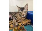 Adopt Leia a Domestic Mediumhair / Mixed cat in Surrey, BC (41350651)
