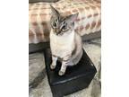 Adopt George a Gray, Blue or Silver Tabby Tabby / Mixed (short coat) cat in