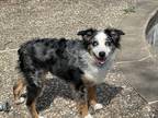Adopt Luna a Merle Australian Shepherd / Mixed dog in Houston, TX (41188628)