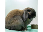 Adopt Jellybean a Orange Lop, Holland / Other/Unknown / Mixed rabbit in Calgary