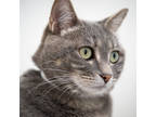 Adopt Shirley a Gray or Blue Domestic Shorthair / Domestic Shorthair / Mixed cat