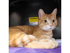 Adopt Adelaide a Orange or Red Domestic Shorthair / Domestic Shorthair / Mixed