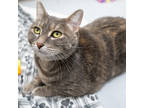 Adopt Laverne a Gray or Blue Domestic Shorthair / Domestic Shorthair / Mixed cat