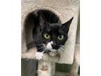 Adopt Sherry a All Black Domestic Shorthair / Domestic Shorthair / Mixed cat in