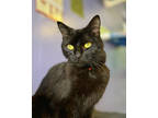 Adopt Glenbrook a All Black Domestic Shorthair / Domestic Shorthair / Mixed cat