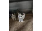 Adopt Metallica a White Domestic Shorthair / Mixed Breed (Medium) / Mixed (short