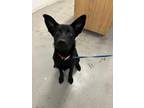 Adopt Ruby a Black German Shepherd Dog / Mixed dog in Fort Worth, TX (41392059)