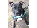 Adopt Major a Brown/Chocolate American Pit Bull Terrier / Mixed dog in