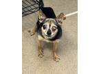 Adopt Marian Anderson- ADOTPED! a Black Mixed Breed (Small) / Mixed dog in