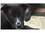 Adopt Ashe (Lucky Litter) a Black - with White Labrador Retriever dog in Dallas
