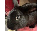 Adopt Logan a American / Mixed rabbit in Des Moines, IA (41365059)