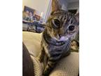 Adopt Ninji a Brown Tabby Tabby / Mixed (short coat) cat in Pensacola