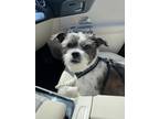 Adopt Luna a White - with Black Mutt / Mixed dog in Allen, TX (41447407)