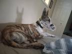 Adopt Oliver a Tricolor (Tan/Brown & Black & White) Greyhound / German Shepherd