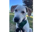 Adopt Loki a White - with Tan, Yellow or Fawn Labrador Retriever / Mixed Breed