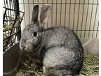 Adopt Miss Bianca a Chinchilla Chinchilla, American / Mixed rabbit in Westford